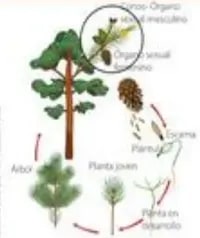 Diagrama del ciclo reproductivo de una angiosperma con estambres, pistilo y desarrollo de semilla y plántula.