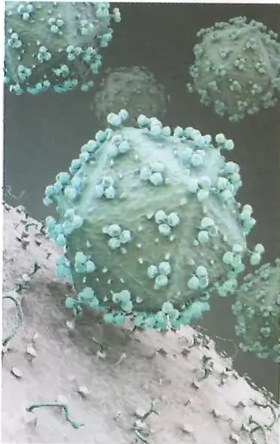 Figura 3 de Ciencias Naturales · 8 EGB · 2025