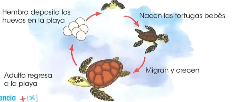 Figura 2 de Ciencias Naturales · 2 EGB · 2025
