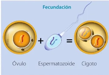 Figura 2 de Ciencias Naturales · 6 EGB · 2025