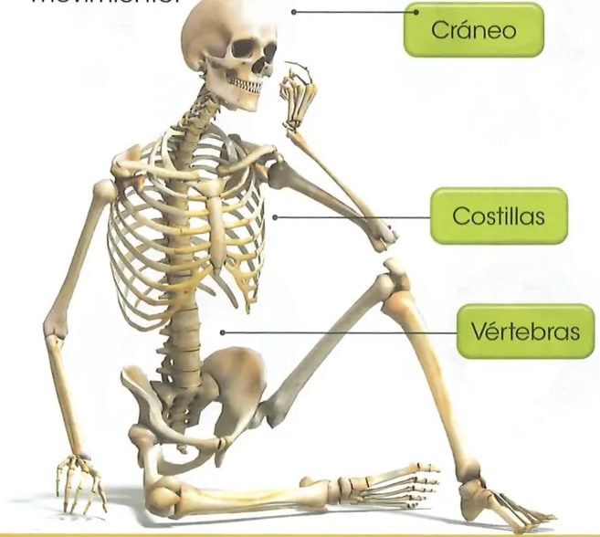 Figura 2 de Ciencias Naturales · 2 EGB · 2025