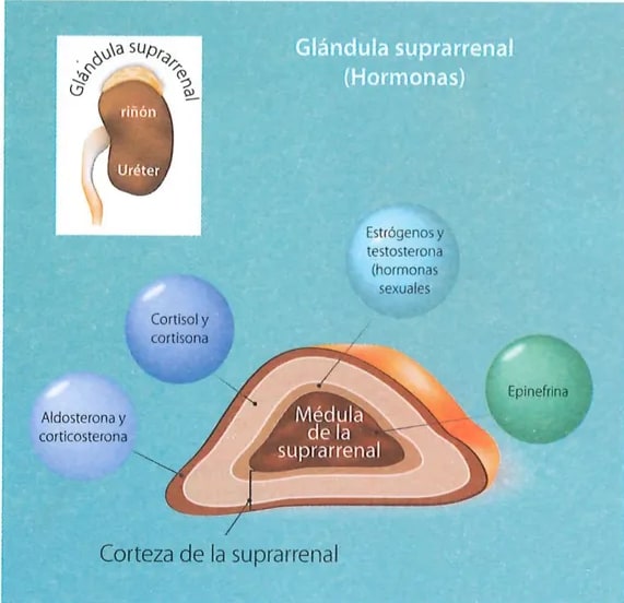 Figura 2 de Ciencias Naturales · 7 EGB · 2024