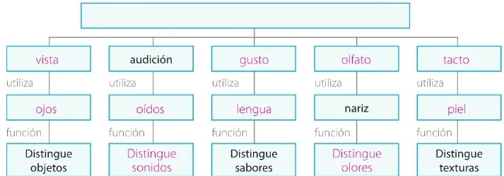 Figura 1 de Ciencias Naturales · 6 EGB · 2025
