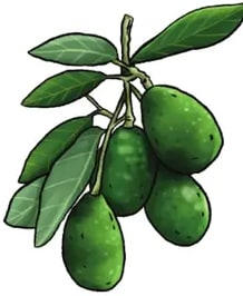 Ilustración del aguacate: rama con dos frutos verdes en pera y hojas verde oscuro.