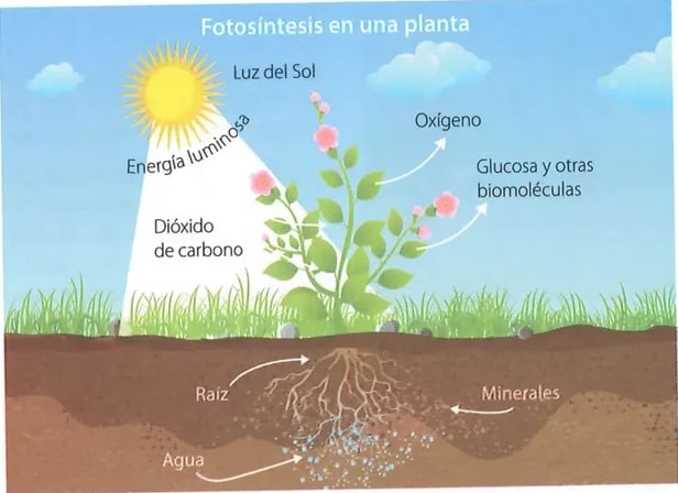 Figura 1 de Ciencias Naturales · 8 EGB · 2025