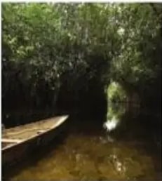 Manglares del río Cayapas en Esmeraldas.