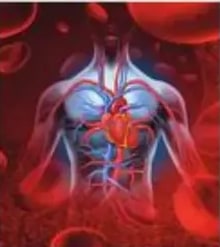 Ilustración anatómica del torso humano mostrando corazón y vasos sanguíneos.