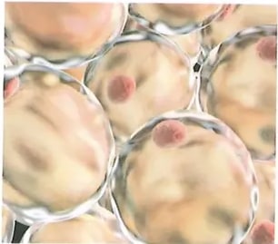 Figura 4 de Ciencias Naturales · 10 EGB · 2024