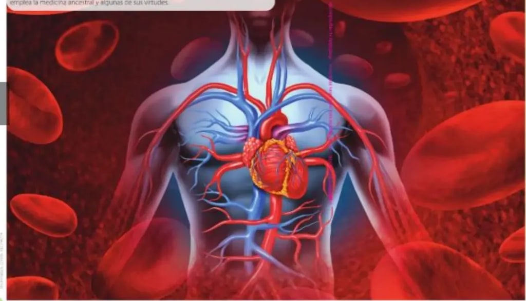 Ilustración anatómica del torso humano con el corazón y los principales vasos sanguíneos, sobre un fondo de glóbulos rojos.