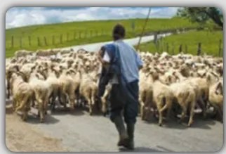 Fotografía de pollos (chiwchi) posiblemente en corral, ilustrando la entrada Chiwchi.
