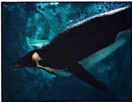 Foto de albatros, aves marinas blancas con grandes alas.