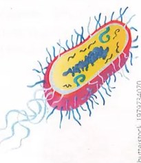 Figura 3 de Ciencias Naturales · 9 EGB · 2024