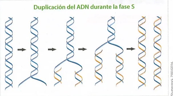 Figura 3 de Ciencias Naturales · 9 EGB · 2024
