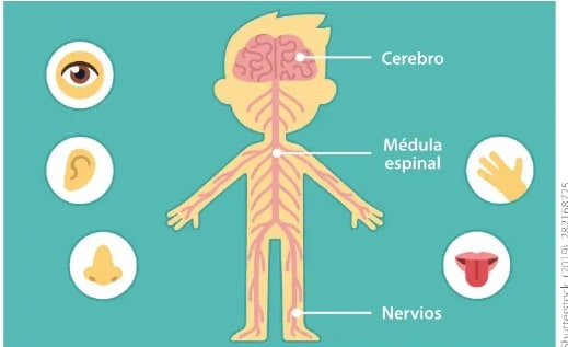 Figura 2 de Ciencias Naturales · 6 EGB · 2025