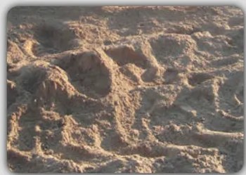 Fotografía de planta de cañihua (Qaniwa), grano andino similar a la quinoa, mostrando sus pequeñas semillas y tallos.