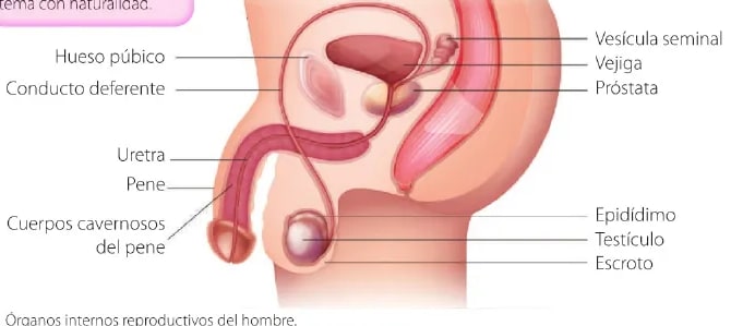 Figura 2 de Ciencias Naturales · 6 EGB · 2025
