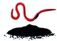 Figura 5 de Ciencias Naturales · 4 EGB · 2025