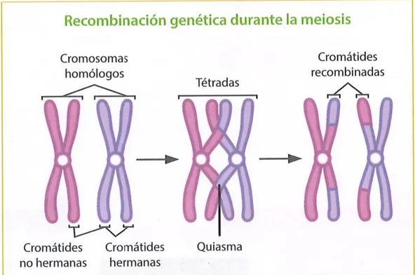 Figura 2 de Ciencias Naturales · 9 EGB · 2024