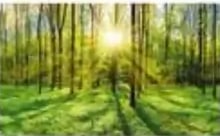 Bosque iluminado por los rayos del sol.