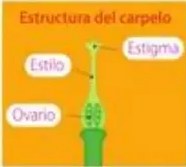 Figura 6 de Ciencias Naturales · 5 EGB · 2024