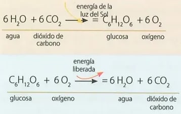 Figura 1 de Ciencias Naturales · 8 EGB · 2025