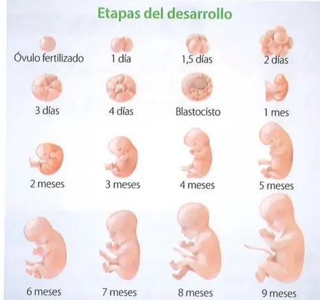 Figura 3 de Ciencias Naturales · 8 EGB · 2025
