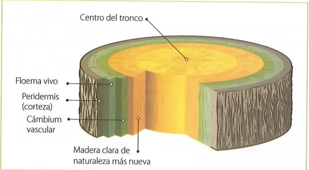 Figura 2 de Ciencias Naturales · 10 EGB · 2024