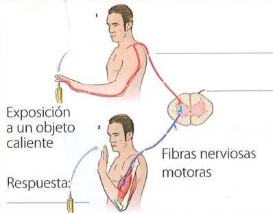 Figura 2 de Ciencias Naturales · 7 EGB · 2024