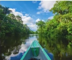 Fotografía de Bosque Húmedo Tropical con gran variedad de briófitas y pteridófitas. Reserva de Producción Faunística Cuyabeno.