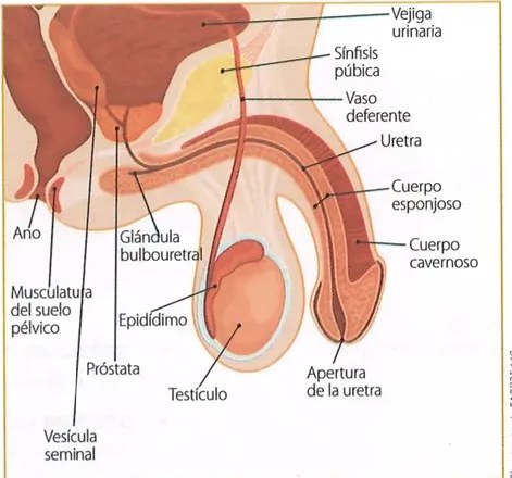 Figura 2 de Ciencias Naturales · 8 EGB · 2025