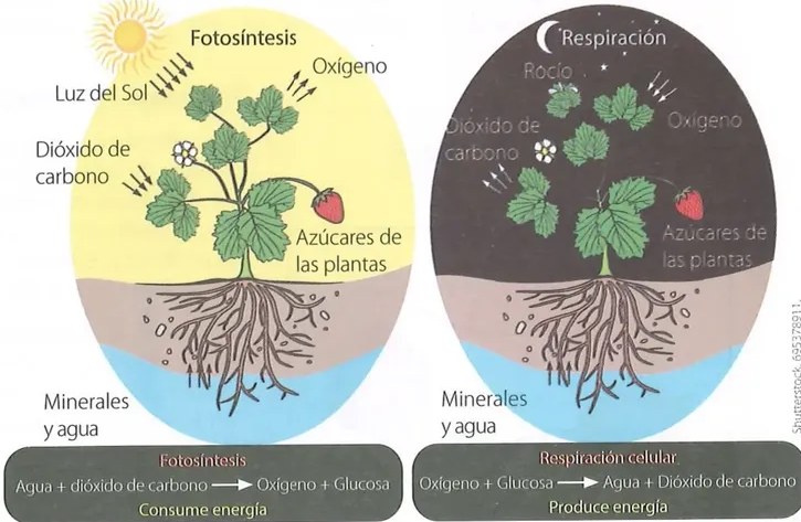 Figura 2 de Ciencias Naturales · 8 EGB · 2025