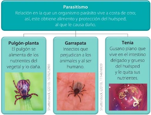 Figura 3 de Ciencias Naturales · 6 EGB · 2025