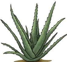 Ilustración de la chilca: ramas con hojas alargadas verdes y pequeñas flores amarillas.