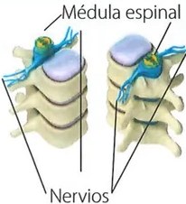 Figura 3 de Ciencias Naturales · 7 EGB · 2024