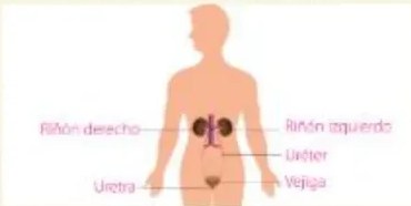 Figura 5 de Ciencias Naturales · 5 EGB · 2024