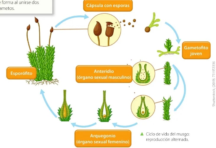 Figura 2 de Ciencias Naturales · 6 EGB · 2025