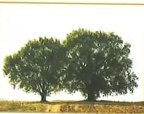 Figura 4 de Ciencias Naturales · 2 EGB · 2025
