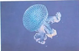 Figura 2 de Ciencias Naturales · 8 EGB · 2025