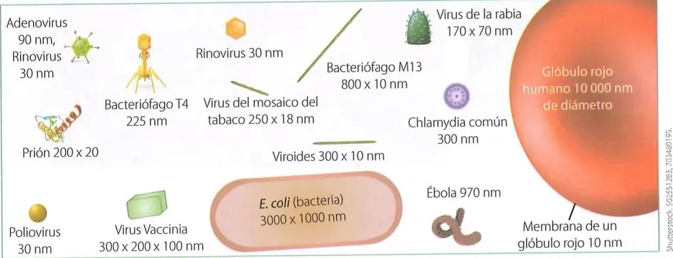 Figura 3 de Ciencias Naturales · 8 EGB · 2025