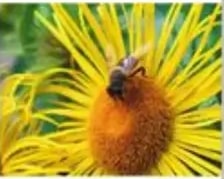Abeja libando néctar de un girasol amarillo.