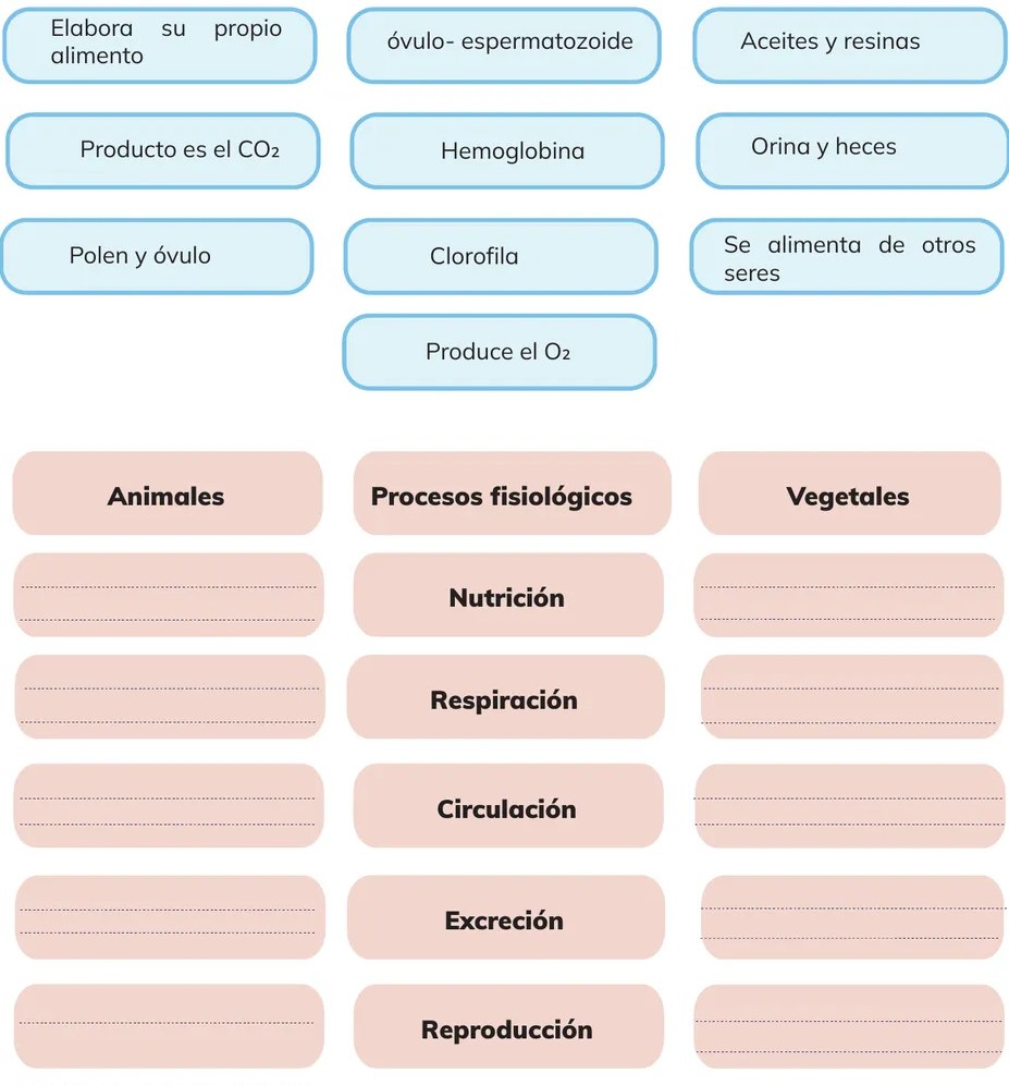 Tabla rosa con tres columnas (Animales, Procesos fisiológicos, Vegetales) y cinco filas con los procesos preescritos.