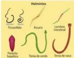 Caracol de jardín con etiquetas (concha, ojo, tentáculo, antena, boca, pie).