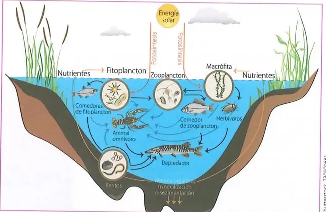 Figura 2 de Ciencias Naturales · 8 EGB · 2025