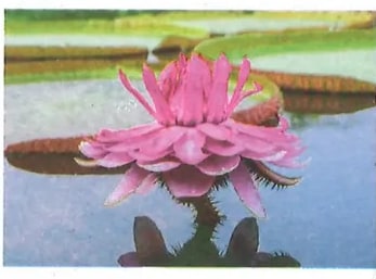 Fotografía de flor de nenúfar rosa sobre agua, representando ecosistemas acuáticos (Unidad 2).