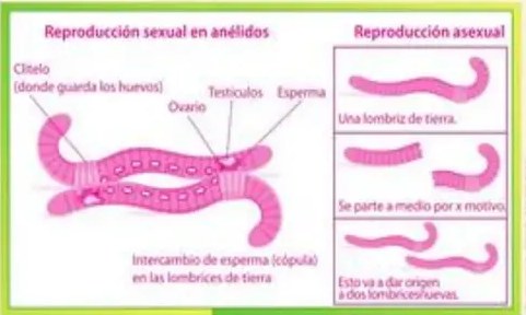 Figura 7 de Ciencias Naturales · 5 EGB · 2024