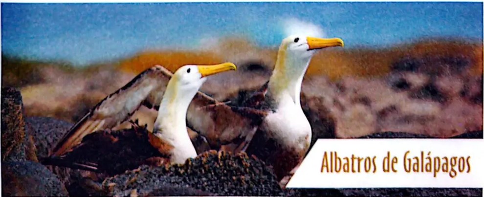 Foto de dos albatros de Galápagos en su hábitat natural.