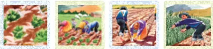 Segunda imagen de secuencia: persona agachada sembrando en el campo. Muestra la actividad de siembra con técnica tradicional.