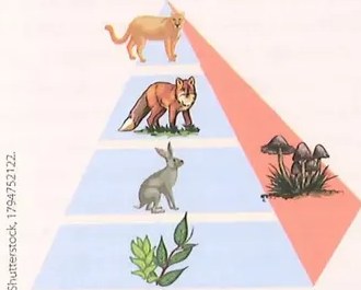 Figura 2 de Ciencias Naturales · 8 EGB · 2025