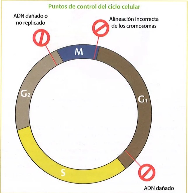 Figura 4 de Ciencias Naturales · 9 EGB · 2024