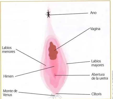 Figura 2 de Ciencias Naturales · 8 EGB · 2025